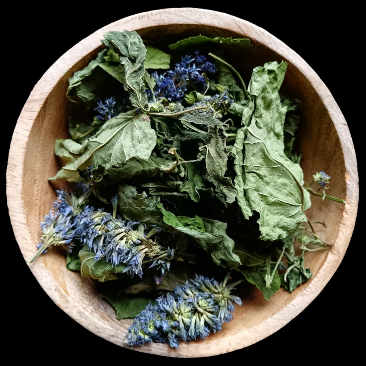 Agastache Anisée