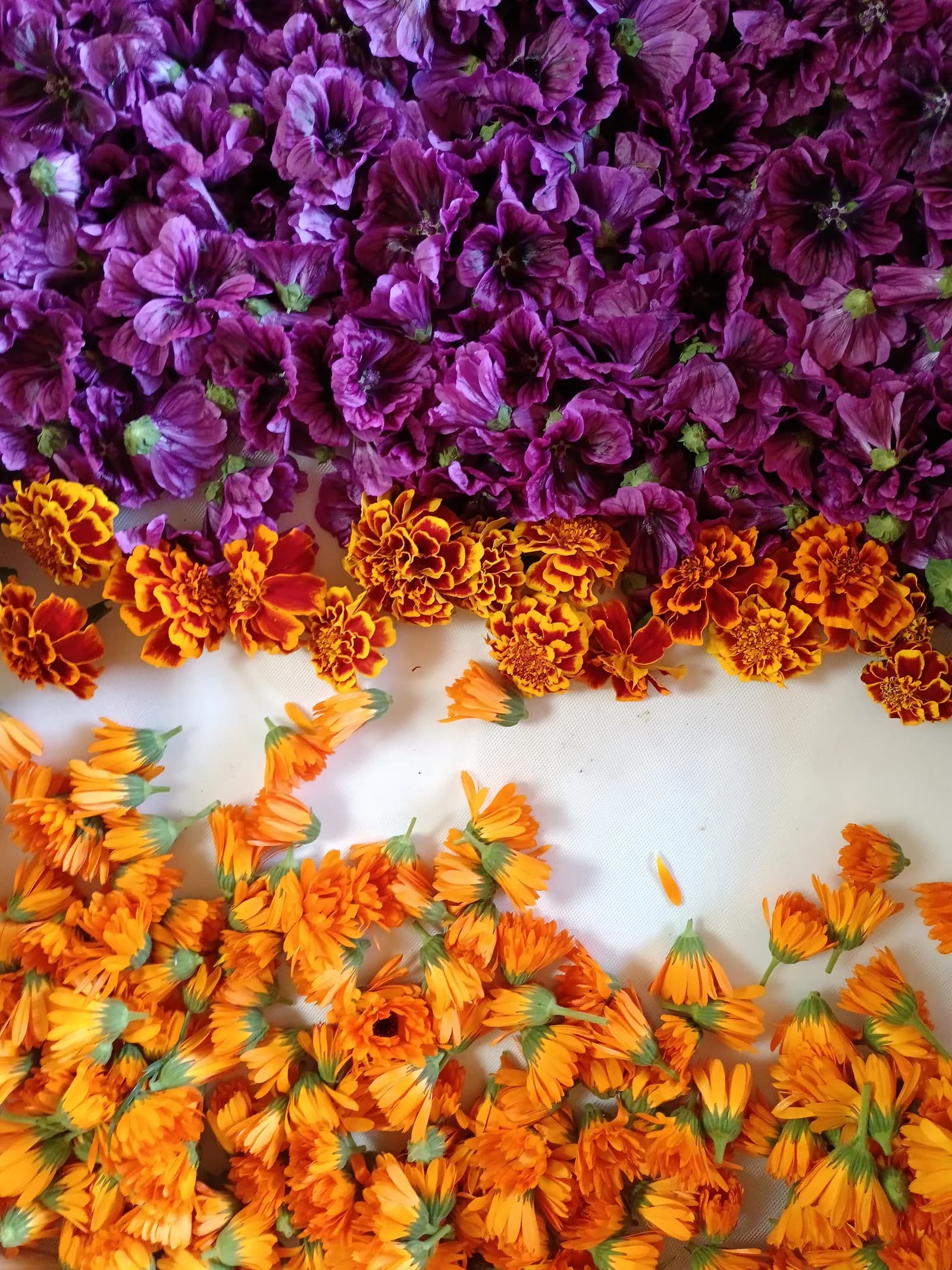 Fleurs de mauve, tagète et calendula étalées pour le séchage