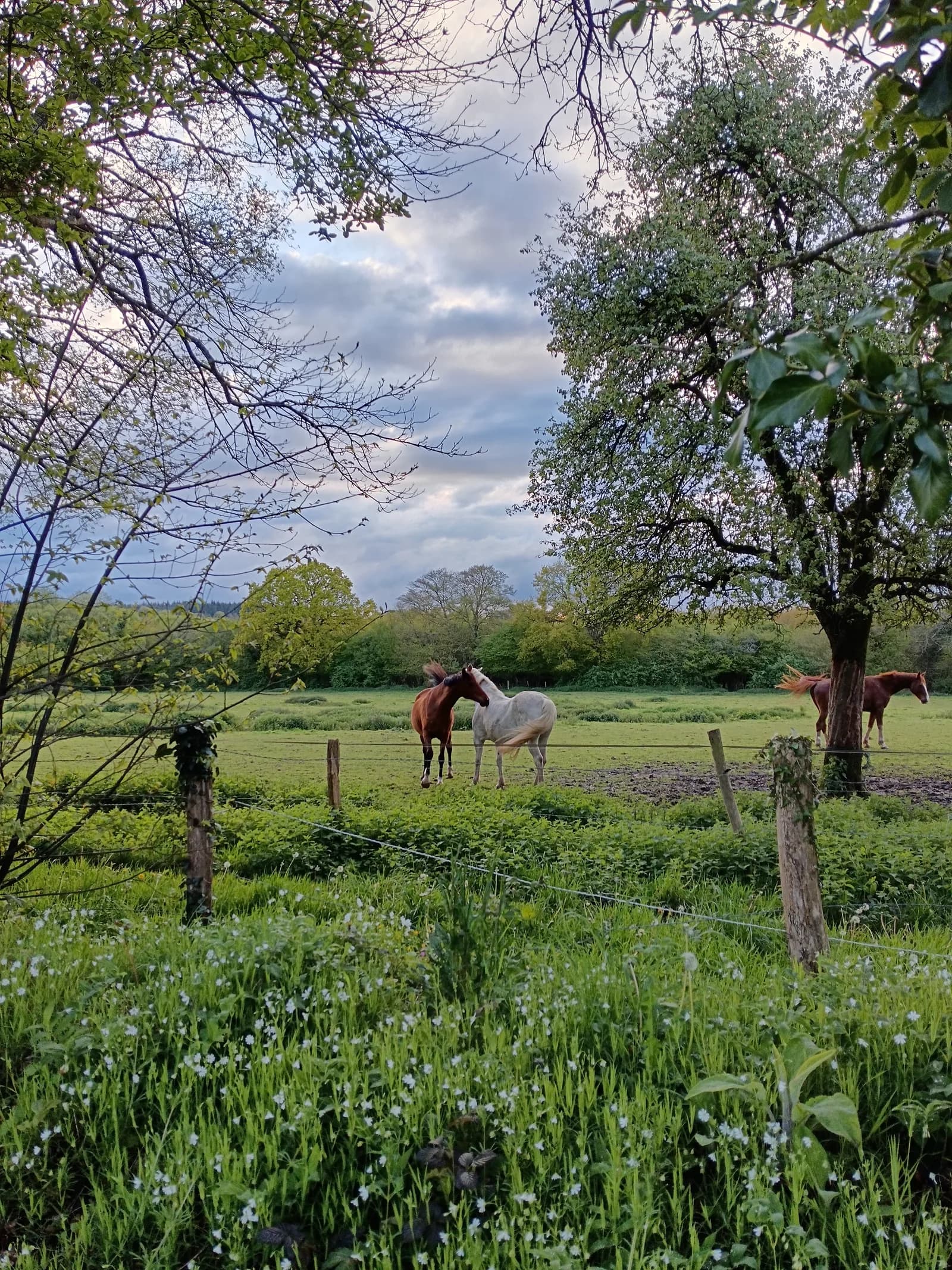 Le bocage normand aux abords de la ferme, prés et pommiers